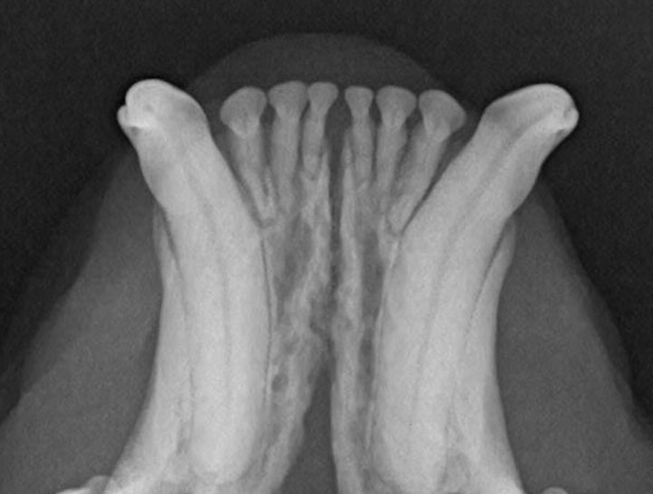 Dog Dental Xray