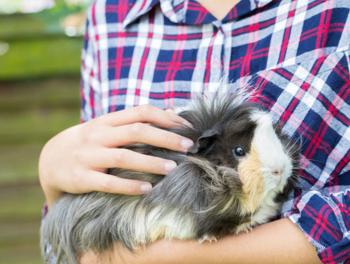 Jamestown Small Animal Veterinarian