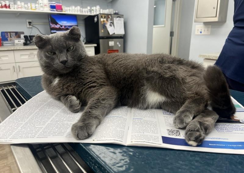 Carousel Slide 7: Our hospital kitty Jack