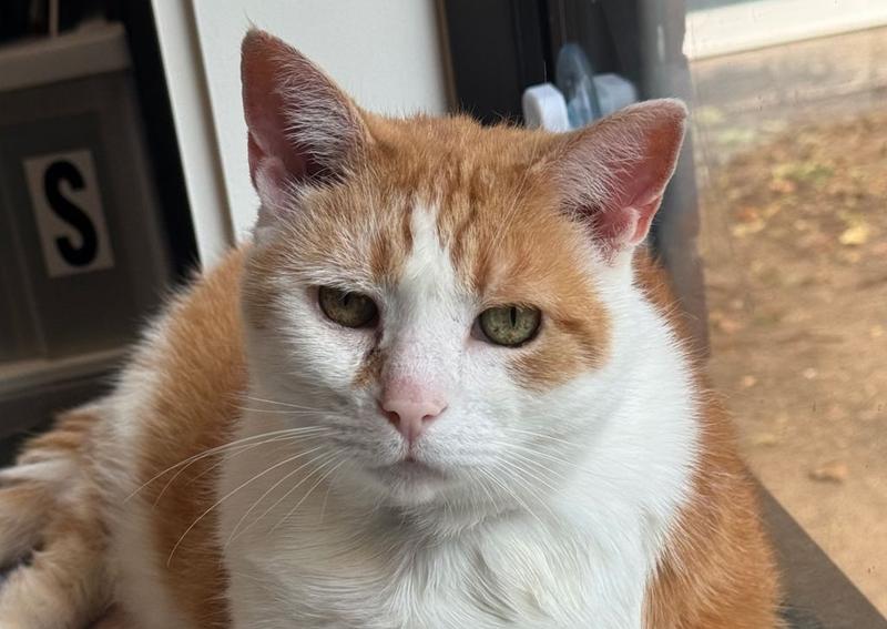 Carousel Slide 8: Our hospital kitty Marshall