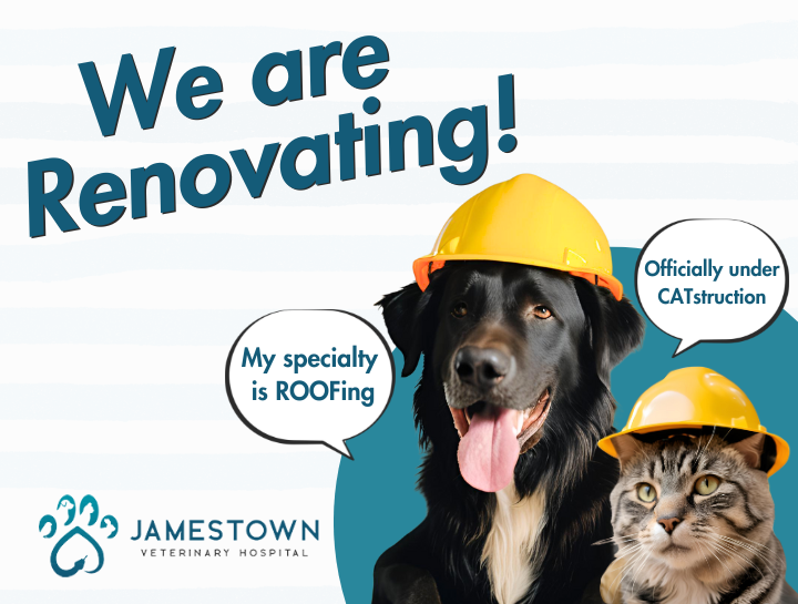 Exciting Renovations at Jamestown Veterinary Hospital!  